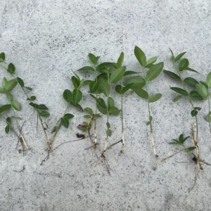 100+ Vinca Minor Periwinkle Live Plants - Evergreen Ground Cover Bare Roots, Zones 4-9 - Image 4