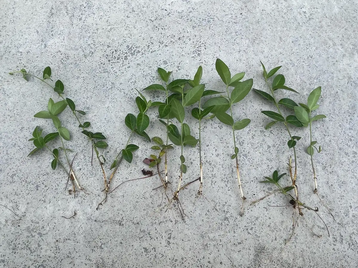 100+ Vinca Minor Periwinkle Live Plants - Evergreen Ground Cover Bare Roots, Zones 4-9 - Image 4