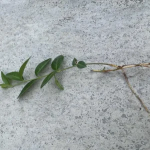 100+ Vinca Minor Periwinkle Live Plants - Evergreen Ground Cover Bare Roots, Zones 4-9 - Image 5