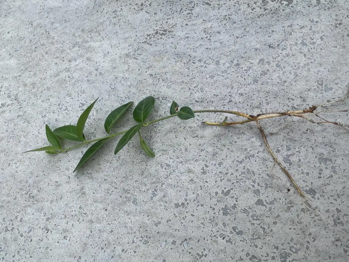 100+ Vinca Minor Periwinkle Live Plants - Evergreen Ground Cover Bare Roots, Zones 4-9 - Image 5