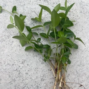 100+ Vinca Minor Periwinkle Live Plants - Evergreen Ground Cover Bare Roots, Zones 4-9 - Image 6