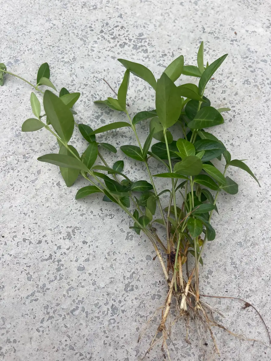 100+ Vinca Minor Periwinkle Live Plants - Evergreen Ground Cover Bare Roots, Zones 4-9 - Image 6