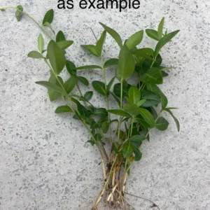 100+ Vinca Minor Periwinkle Live Plants - Evergreen Ground Cover Bare Roots, Zones 4-9 - Image 7