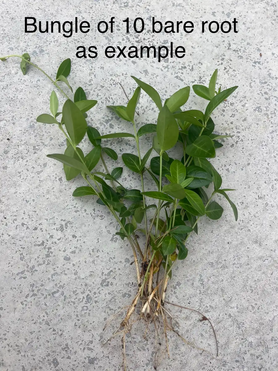 100+ Vinca Minor Periwinkle Live Plants - Evergreen Ground Cover Bare Roots, Zones 4-9 - Image 7