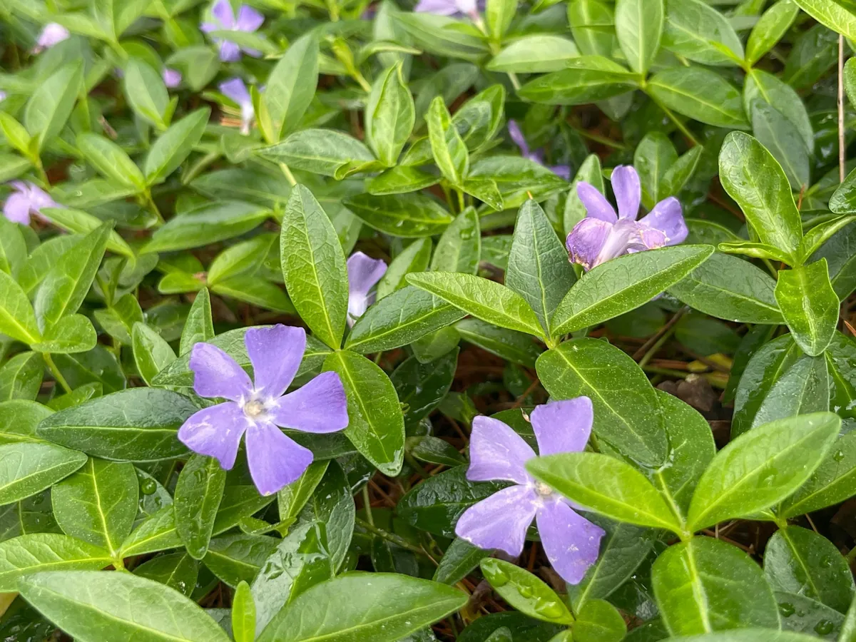 100+ Vinca Minor Periwinkle Live Plants - Evergreen Ground Cover Bare Roots, Zones 4-9 - Image 1