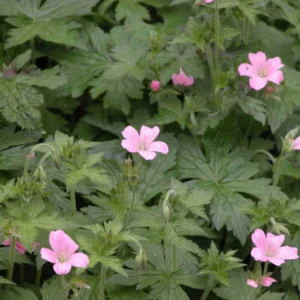 100 Wild Geranium Cranesbill Bare Roots - Organic Geranium Maculatum Plants - Image 3