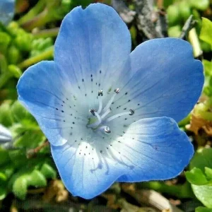 1000+ Baby Blue Eyes Flower Seeds - Drought Tolerant Wildflower Groundcover - Outdoor Annual - Image 2