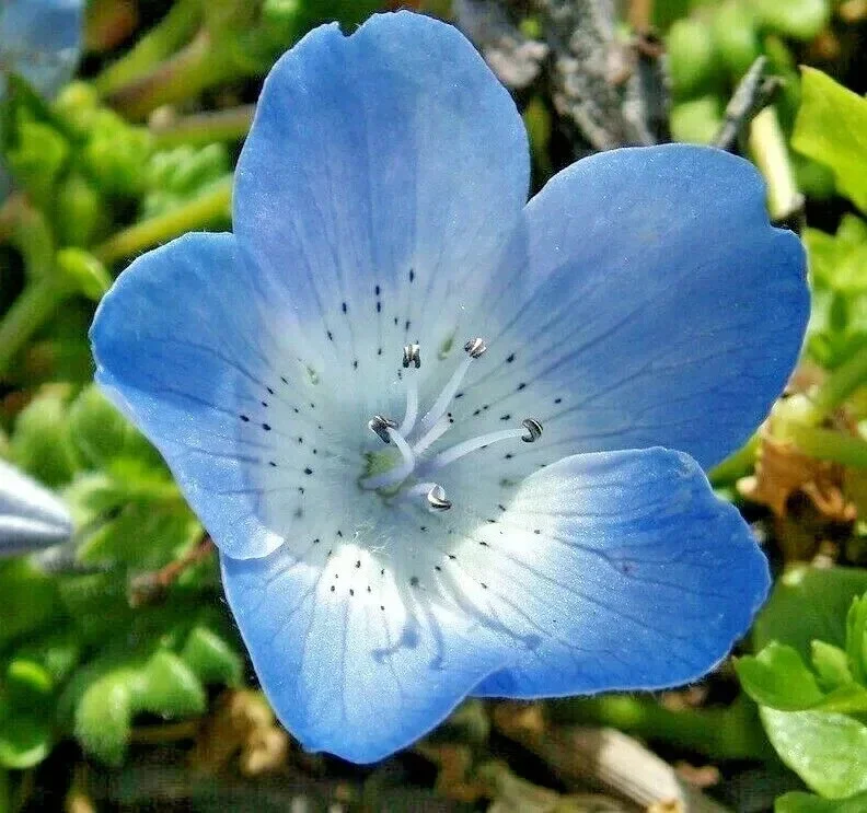 1000+ Baby Blue Eyes Flower Seeds - Drought Tolerant Wildflower Groundcover - Outdoor Annual - Image 2