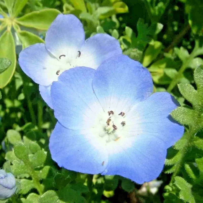 1000+ Baby Blue Eyes Flower Seeds - Drought Tolerant Wildflower Groundcover - Outdoor Annual - Image 3