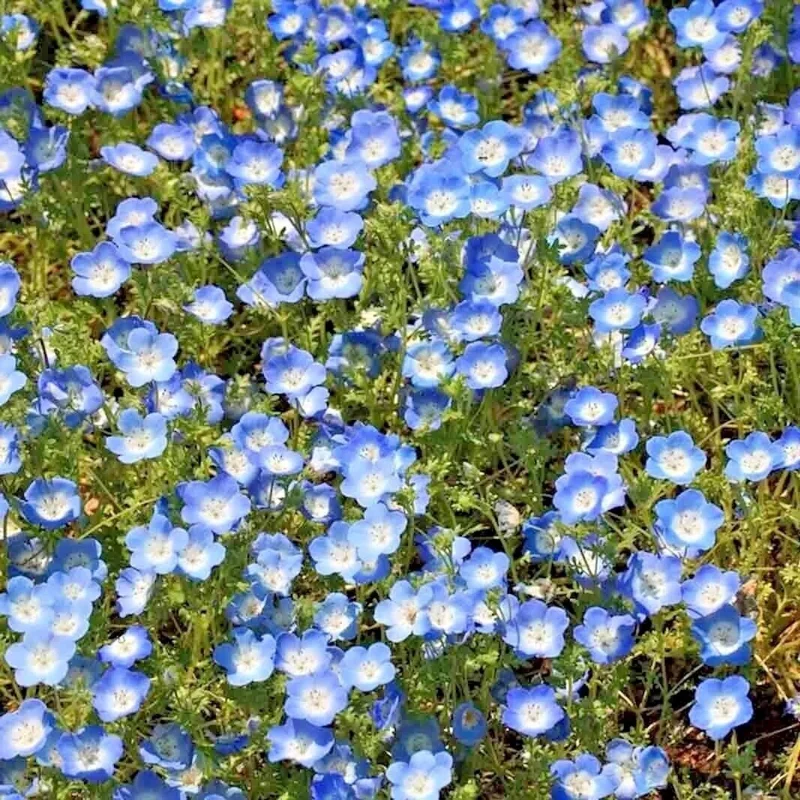 1000+ Baby Blue Eyes Flower Seeds - Drought Tolerant Wildflower Groundcover - Outdoor Annual - Image 4