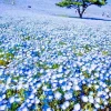 1000+ Baby Blue Eyes Flower Seeds - Drought Tolerant Wildflower Groundcover - Outdoor Annual - Image 1