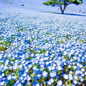 1000+ Baby Blue Eyes Flower Seeds - Drought Tolerant Wildflower Groundcover - Outdoor Annual - Image 1