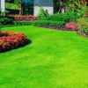 1000 Emerald Zoysia Grass Seeds - Premium Lawn Turf, Drought & Heat Tolerant - Image 1