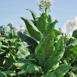 1000 Virginia Gold Tobacco Seeds - Heirloom Nicotiana Tabacum - Fast Growing Herb Seeds - Image 1