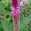 100x Celosia Argentea Seeds - Cockscomb Amaranth, Edible & Ornamental - Image 1