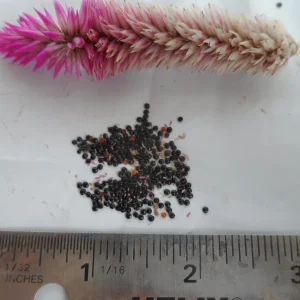 100x Celosia Argentea Seeds - Cockscomb Amaranth, Edible & Ornamental - Image 2