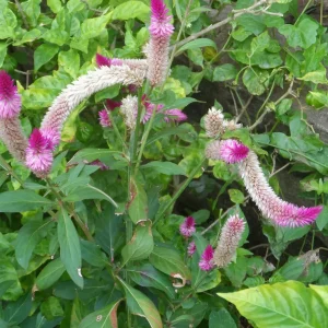 100x Celosia Argentea Seeds - Cockscomb Amaranth, Edible & Ornamental - Image 3