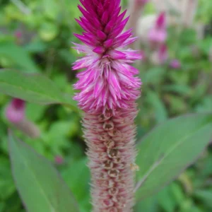 100x Celosia Argentea Seeds - Cockscomb Amaranth, Edible & Ornamental - Image 1
