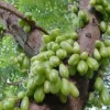 10x Bilimbi Averrhoa Seeds - Exotic Sorrel Cucumber Fruit Tree Seeds - Image 1