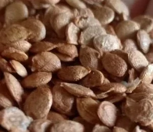 10x Bilimbi Averrhoa Seeds - Exotic Sorrel Cucumber Fruit Tree Seeds - Image 2