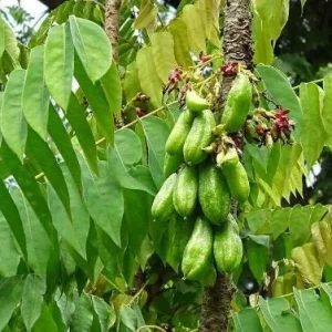 10x Bilimbi Averrhoa Seeds - Exotic Sorrel Cucumber Fruit Tree Seeds - Image 4