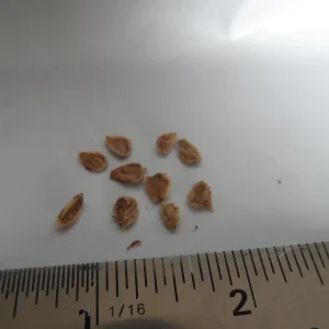 10x Ketembilla Ceylon Gooseberry Seeds - Dovyalis hebecarpa Edible Fruit - Image 4