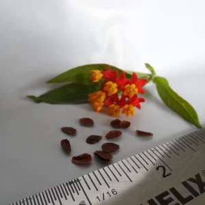 10x Tropical Milkweed Seeds - Asclepias curassavica - Attract Butterflies - Image 2