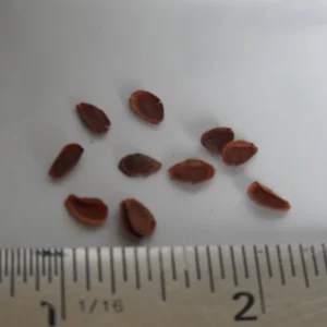 10x Tropical Milkweed Seeds - Asclepias curassavica - Attract Butterflies - Image 3