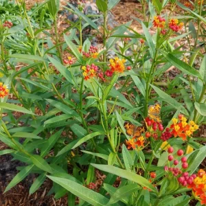 10x Tropical Milkweed Seeds - Asclepias curassavica - Attract Butterflies - Image 1