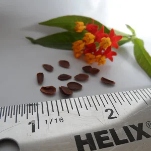 10x Tropical Milkweed Seeds - Asclepias curassavica - Attract Butterflies - Image 4