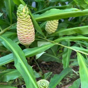 12 Fresh Shampoo Ginger Rhizomes - Zingiber zerumbet Roots for Planting - Image 9