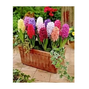 12 Hyacinth Giant Mixture Bulbs - Fragrant Spring Flowers - 6-8" Tall - Zone 3-9 - Image 2