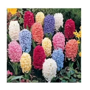 12 Hyacinth Giant Mixture Bulbs - Fragrant Spring Flowers - 6-8" Tall - Zone 3-9 - Image 1