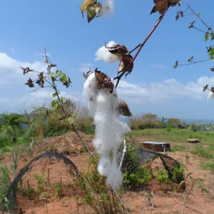 12 White Cotton Seeds - Easy to Grow Plant for Home Garden - Image 3