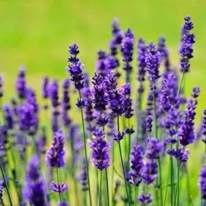1200+ English Lavender Seeds - Heirloom Perennial Herb for Garden & Repelling Mosquitoes - Image 3