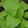 1200+ Organic Florida Broadleaf Mustard Green Seeds - Vegetable Seeds - Image 1