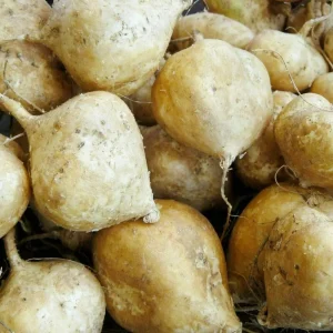 15-20 Jicama Seeds - Mexican Yam Bean Root Vegetable Seeds - Fast Growing Outdoor - Image 1