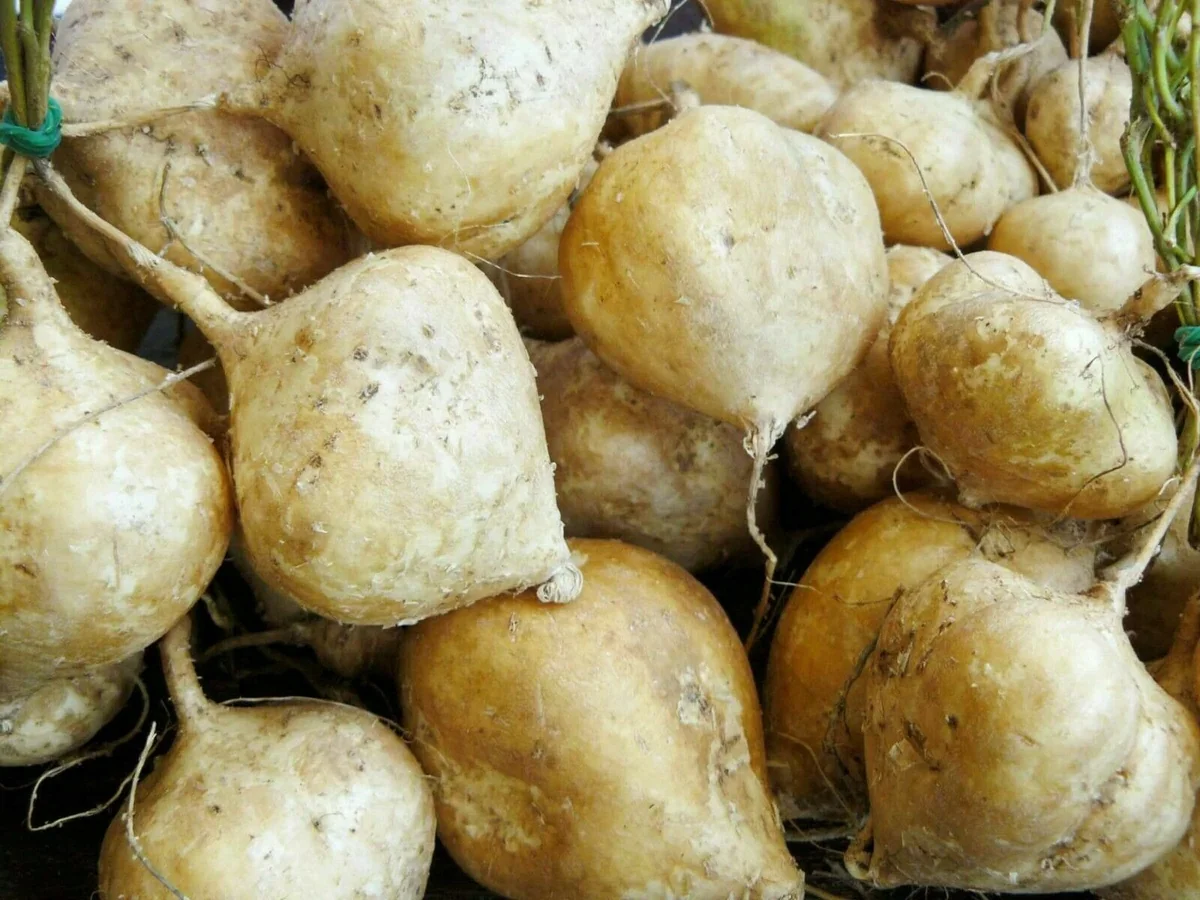 15-20 Jicama Seeds - Mexican Yam Bean Root Vegetable Seeds - Fast Growing Outdoor - Image 1