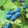 15 Blue Cohosh Bare Root Plants - Caulophyllum Thalictroides Organic Wildflower Perennial - Image 2