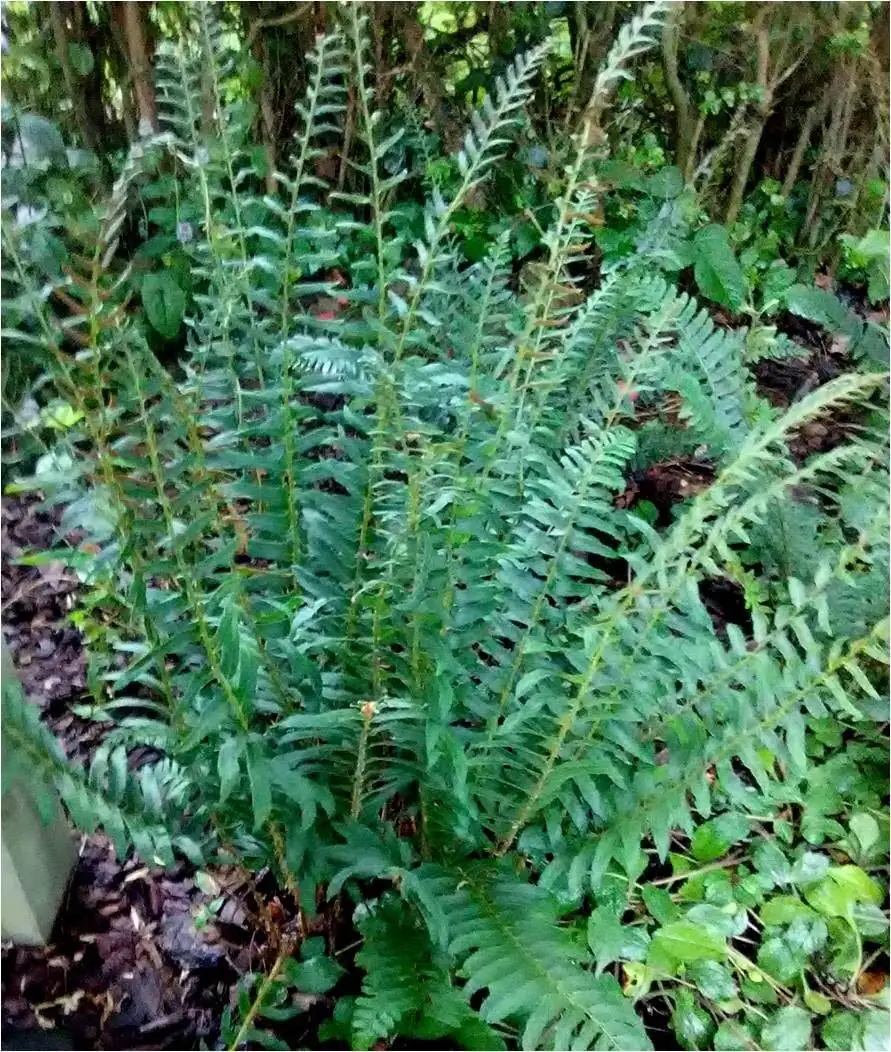 15 Christmas Ferns Bare Root Plants - Polystichum Acrostichoides Native Perennial Evergreen - Image 4