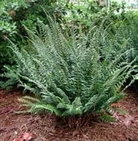 15 Christmas Ferns Bare Root Plants - Polystichum Acrostichoides Native Perennial Evergreen - Image 6