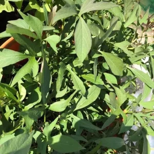 15 Cuban Sweet Potato Slips - Live Plant Cuttings for Growing - Image 6