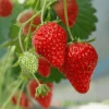 15 Earliglow Strawberry Plants - Bare Root, Early June-Bearing, Sweet Berries - Image 1