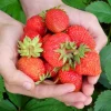 15 Everbearing Strawberry Plants – Bare Root Day-Neutral Variety – Sweet Berries – Outdoor - Image 1