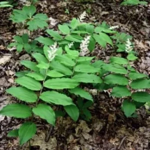 15 False Solomon's Seal Bare Root Plants - Maianthemum Racemosum Wildflower - Image 2