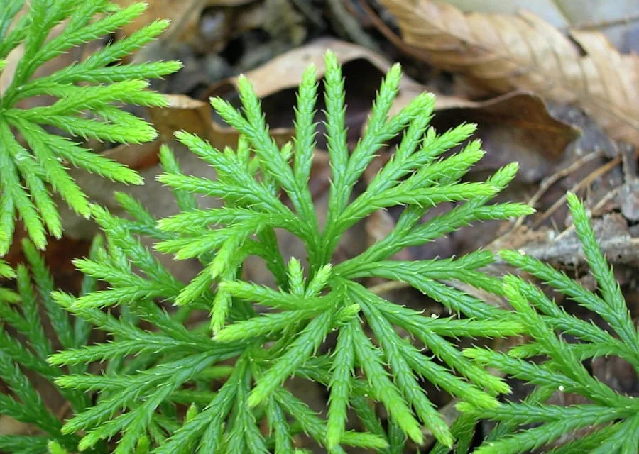 15 Fan Clubmoss Bare Roots - Lycopodium Complanatum Evergreen Ground Cover Plant - Image 7