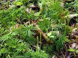 15 Fan Clubmoss Bare Roots - Lycopodium Complanatum Evergreen Ground Cover Plant - Image 9