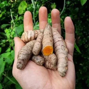 15 Fresh Turmeric Root Plants - Curcuma Longa Live Rhizomes Ready for Planting - Image 2