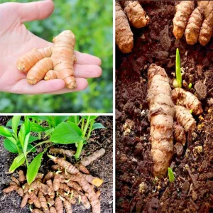 15 Fresh Turmeric Root Plants - Curcuma Longa Live Rhizomes Ready for Planting - Image 1