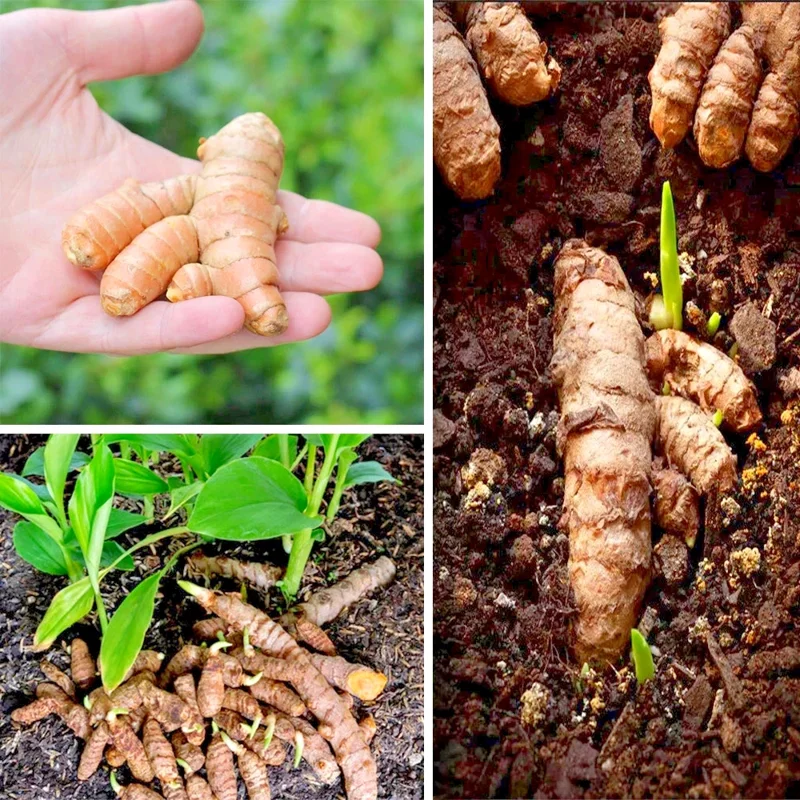 15 Fresh Turmeric Root Plants - Curcuma Longa Live Rhizomes Ready for Planting - Image 1